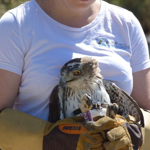 Aigle de Bonelli