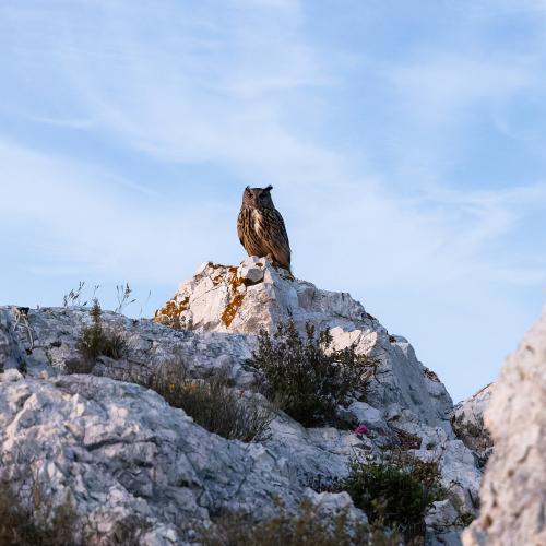 Hibou grand-duc (bubo bubo)