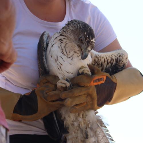 Aigle de bonelli