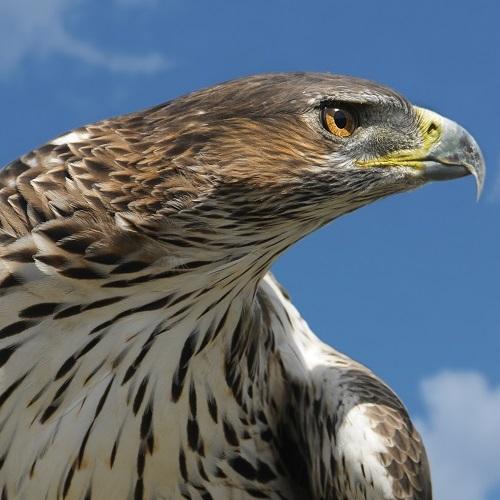 aigle-bonelli-f-launette-calanques-marseille-cassis-la-ciotat.jpg