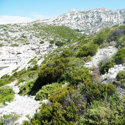 garrigue-littorale-callelongue-calanques-marseille-cassis.jpg