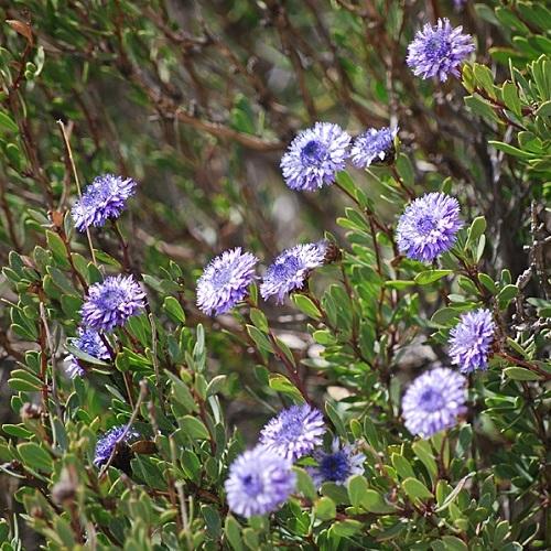 globularia_alypum_500x500.jpg