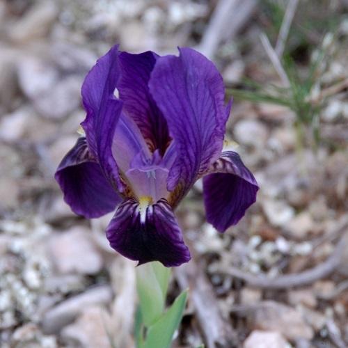 iris_nain_500x500.jpg