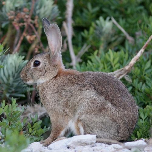 lapin-de-garenne-jp-durand-parc-national-calanques-marseille-cassis-la-ciotat.jpg