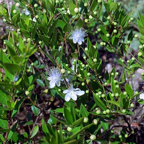 myrtus_communis_500x500.jpg