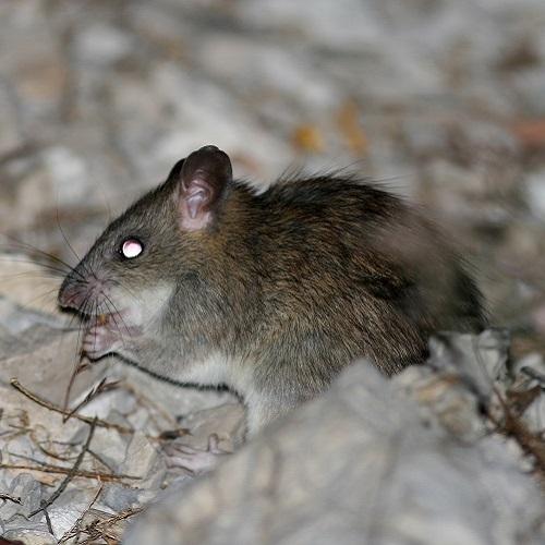 rat-noir-jp-durand-parc-national-calanques-marseille-cassis-la-ciotat.jpg