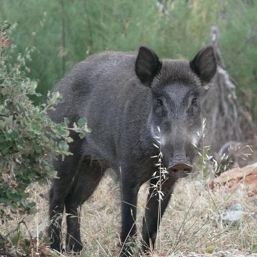 sanglier-parc-national-calanques-marseille-cassis-la-ciotat.jpg