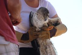 Aigle de Bonelli dans les main des soigneurs