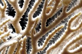 hornerafrondiculata-polypes_bisevo-vis-30m_sept2014_3tercut.jpg