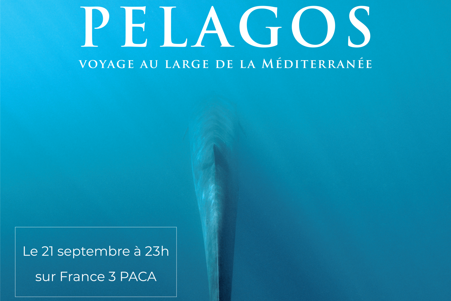 Affiche du reportage Pelagos