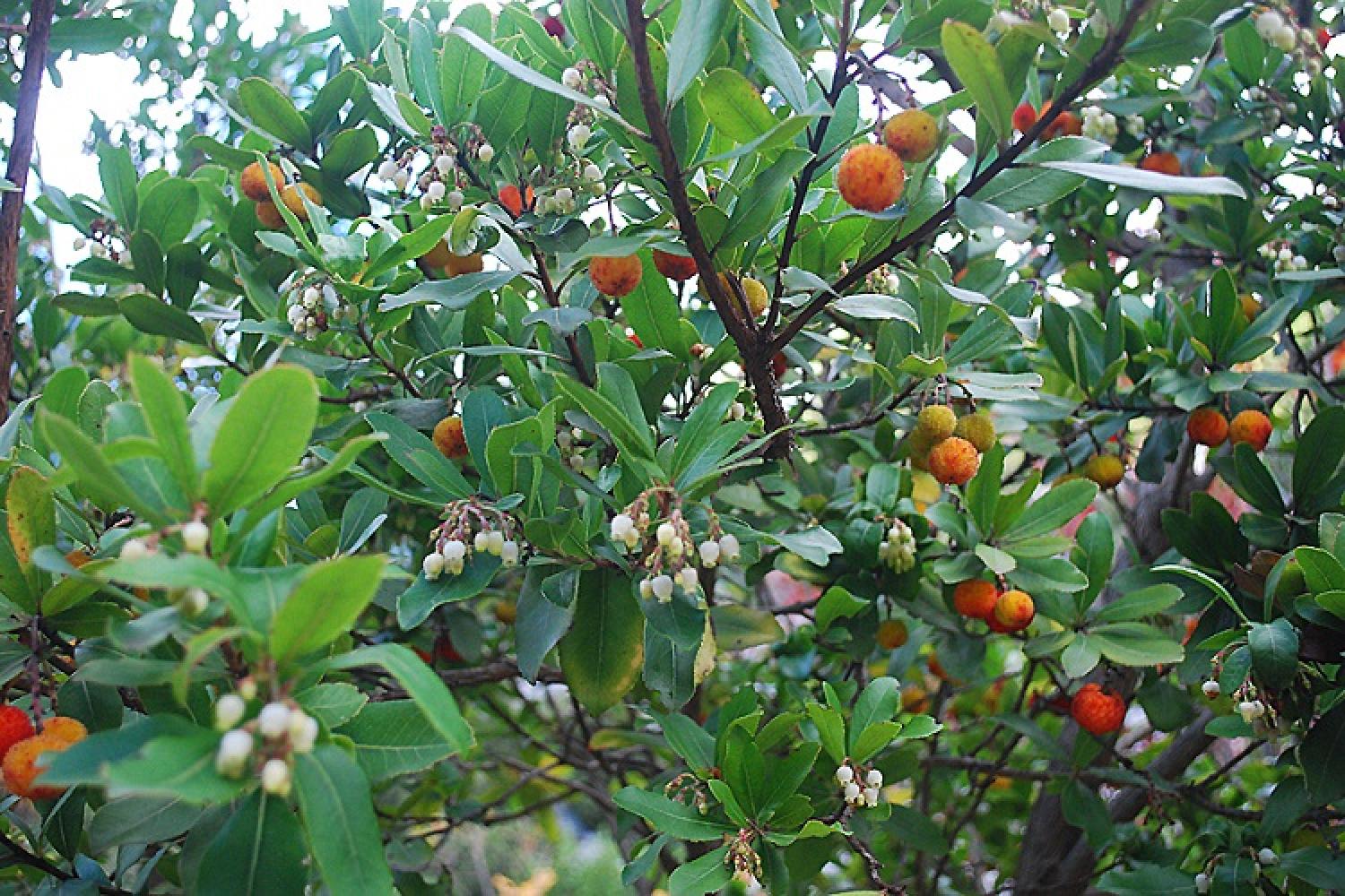 arbutus_unedo_-_arbousier_04_-_copie.jpg