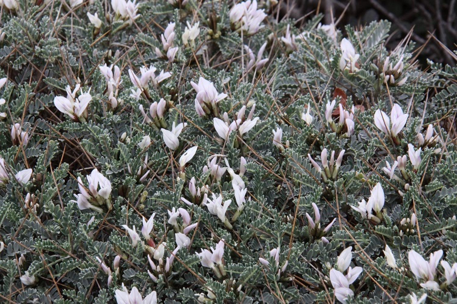 astragalus_tragacantha9.jpg