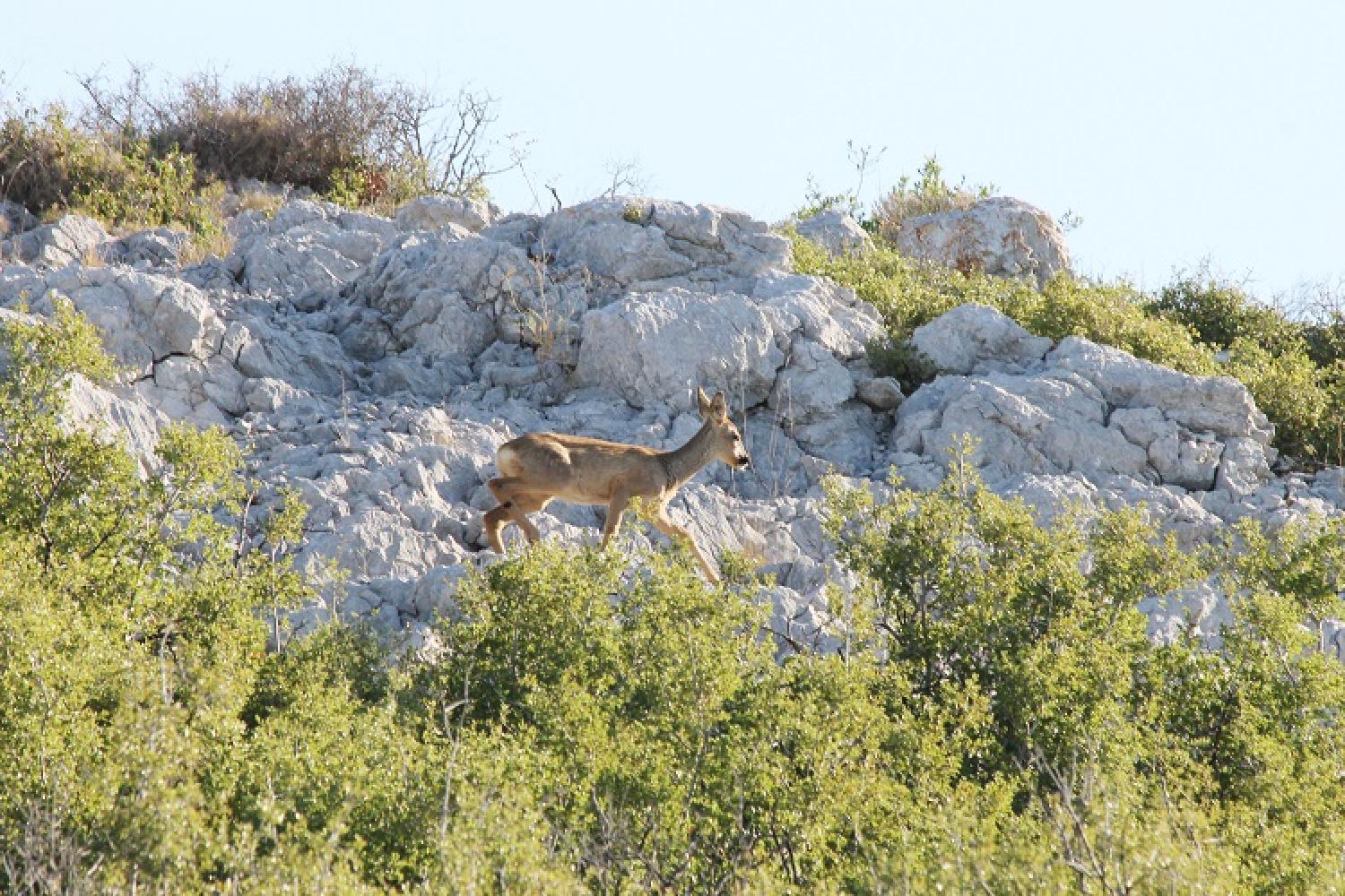 chevreuil-calanques-marseille-cassis-la-ciotat.jpg