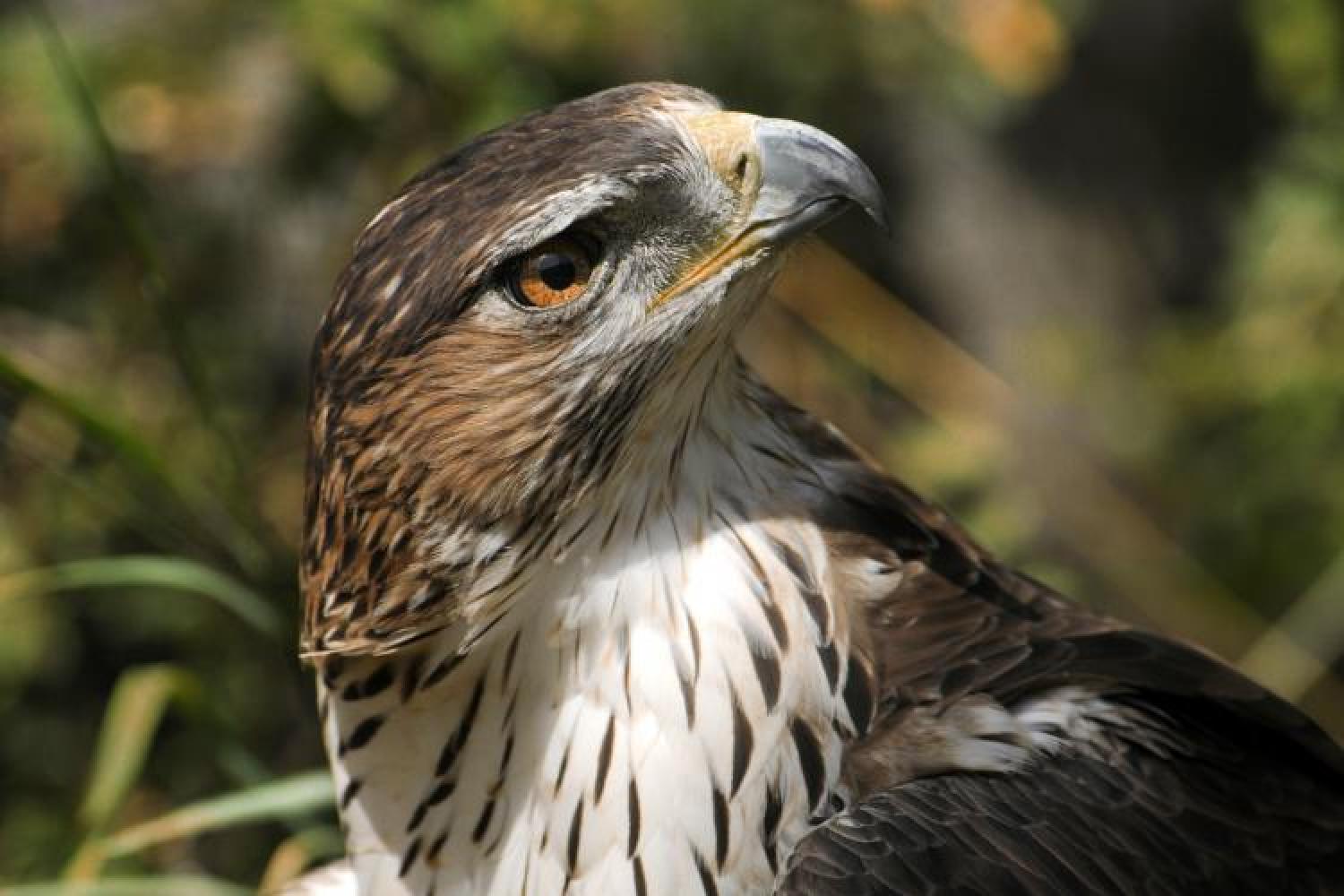 faune-terrestre-aigle-bonelli-f-launette.jpg