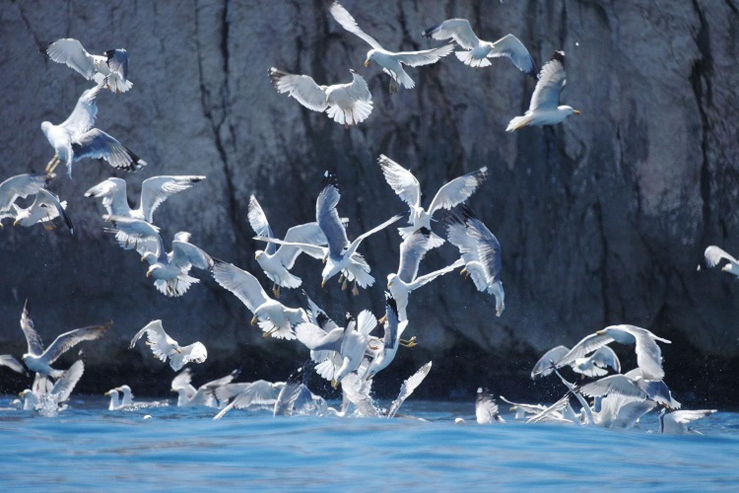 goeland-leucophee-gabian-2-jp-durand-calanques-marseille-cassis-la-ciotat.jpg