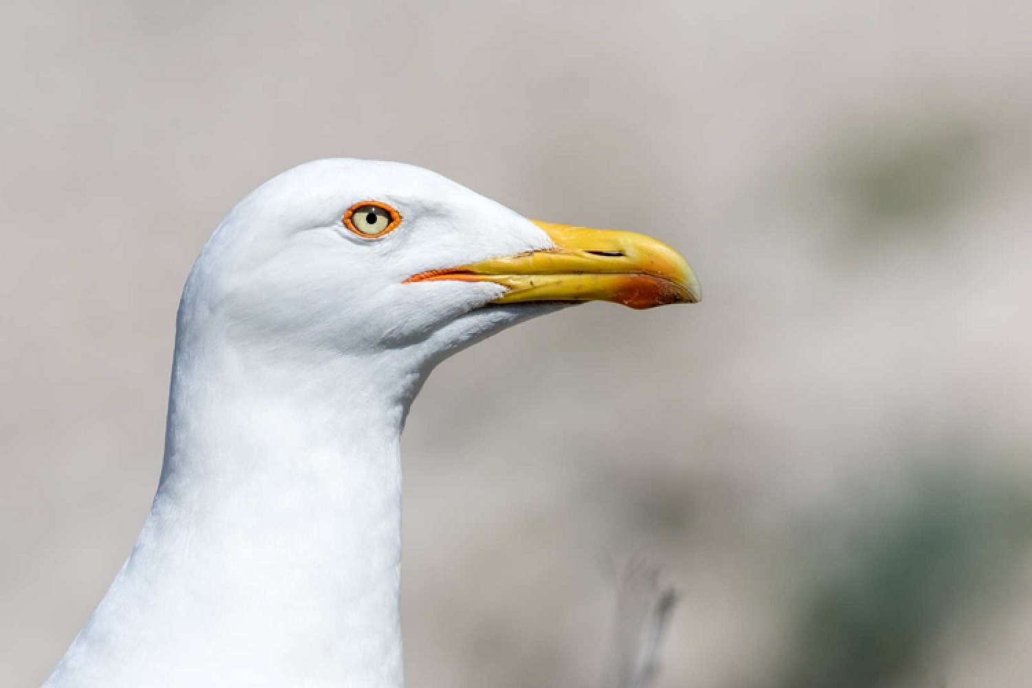 goeland-leucophee-gabian-3-p-d-onofrio-calanques-marseille-cassis-la-ciotat.png