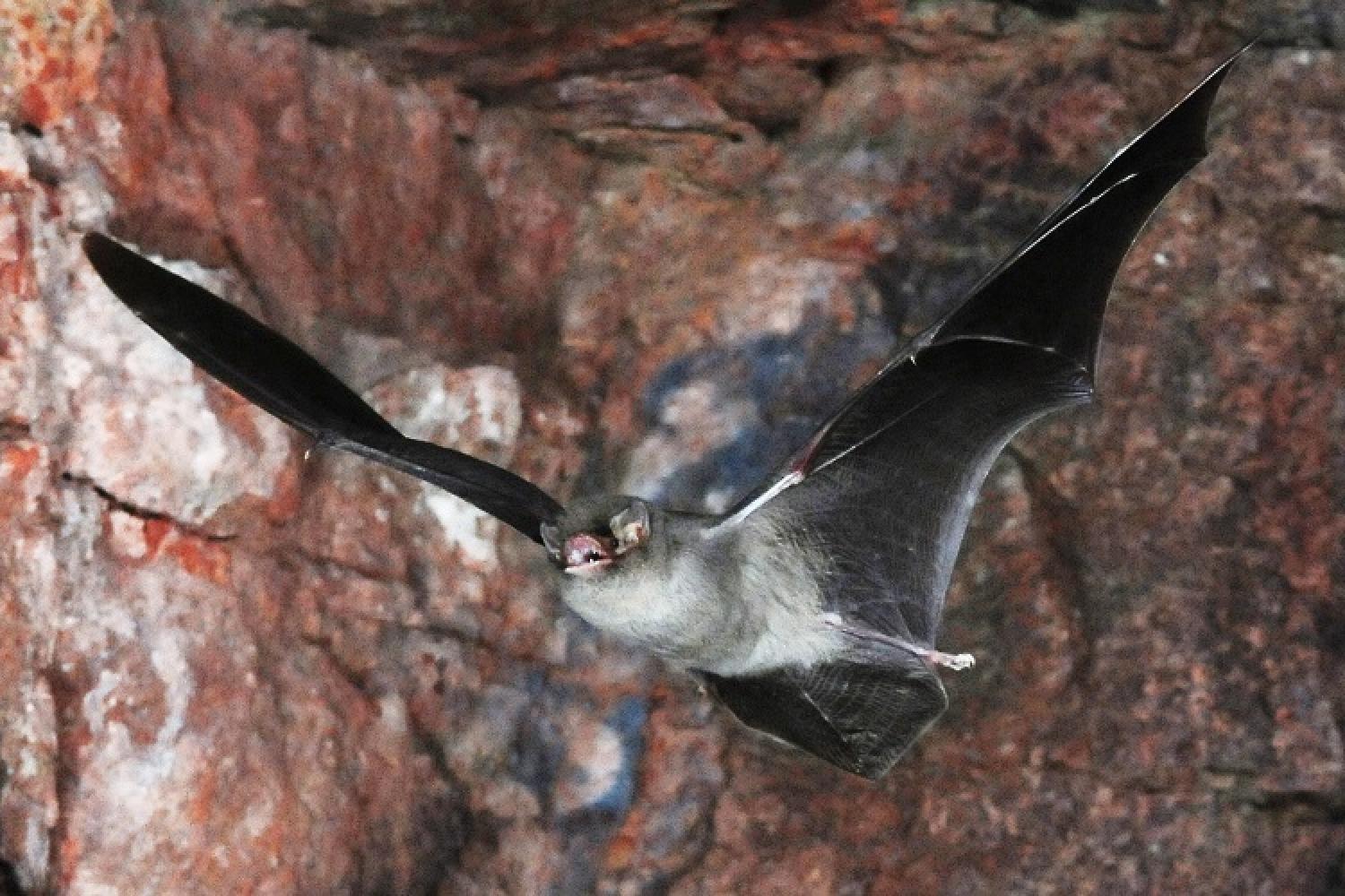 minioptere-schreibers-launette-parc-national-calanques-marseille-cassis-la-ciotat.jpg