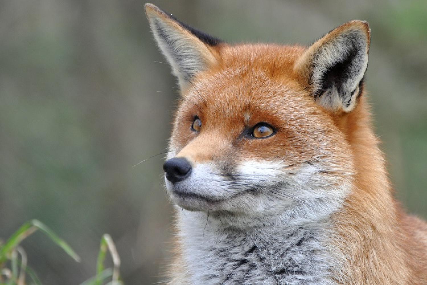 renard-parc-national-calanques-marseille-cassis-la-ciotat.jpg