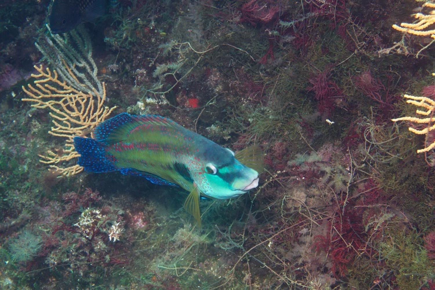 symphodus_tinca_crenilabre_paon_planier_dalton_juin2013-herve-thedy-parc-national-calanques-mars.jpg