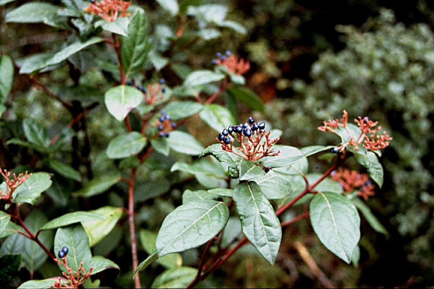 viburnum_tinus_-_laurier_tin_-_04.jpg